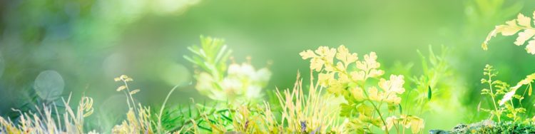 Celebrating Earth Day: Traveling the Road to a  Sustainable Future