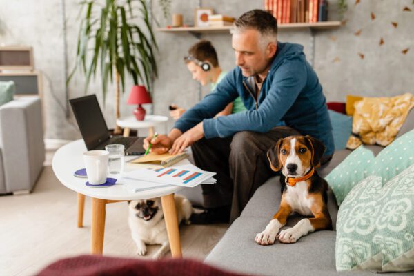 Curious Beagle Puppy Makes Company To His Owner While He Working From Home During Home Isolation