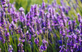 Close up of blooming lavender flowers in a field in summer